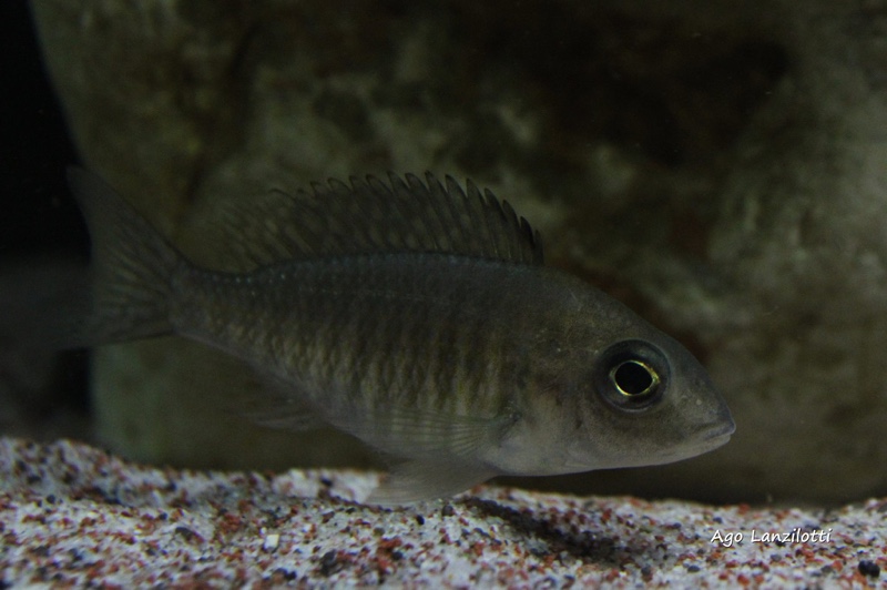 Aulonocara stuartgranti 'Undu Reef'